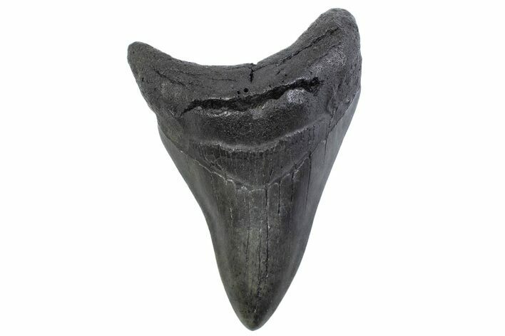 Fossil Megalodon Tooth - South Carolina #371861